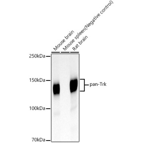 pan-Trk Rabbit mAb