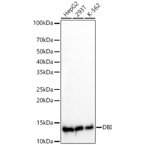 DBI Rabbit mAb