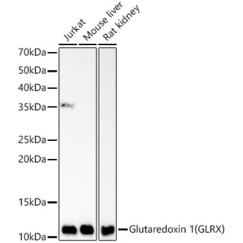 Glutaredoxin 1 (GLRX) Rabbit mAb