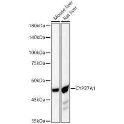 CYP27A1 Rabbit mAb