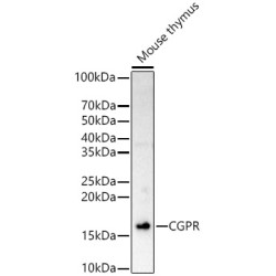 CGPR Rabbit  pAb