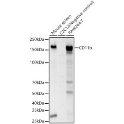 CD11b Rabbit pAb