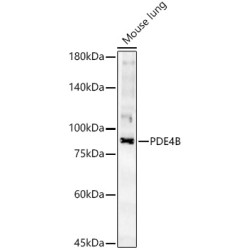 PDE4B Rabbit pAb