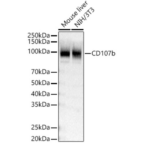 CD107b Rabbit pAb