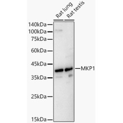 MKP1 Rabbit pAb