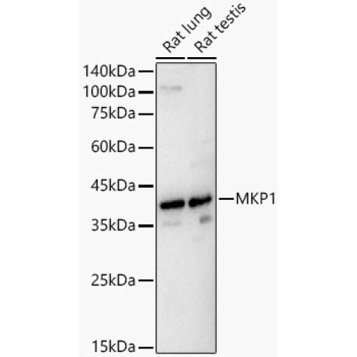 MKP1 Rabbit pAb