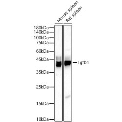 Tgfb1 Rabbit pAb