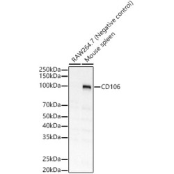 CD106 Rabbit pAb