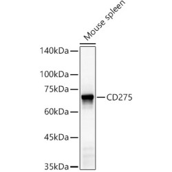 CD275 Rabbit pAb