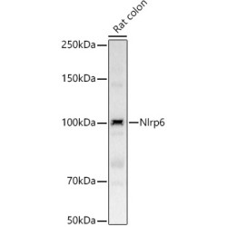 Nlrp6 Rabbit pAb