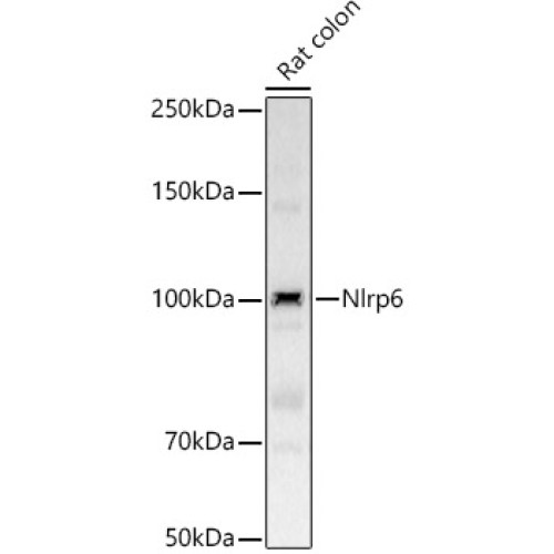 Nlrp6 Rabbit pAb