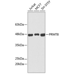 PRMT8 Rabbit pAb