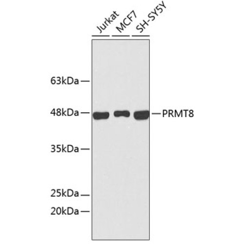 PRMT8 Rabbit pAb