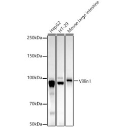 Villin1 Rabbit mAb
