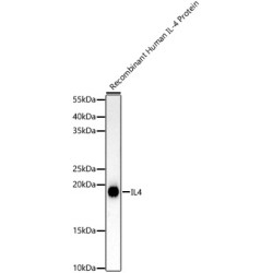 IL4 Rabbit mAb