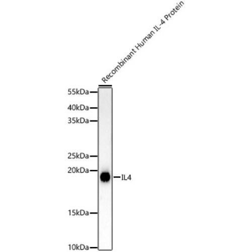 IL4 Rabbit mAb