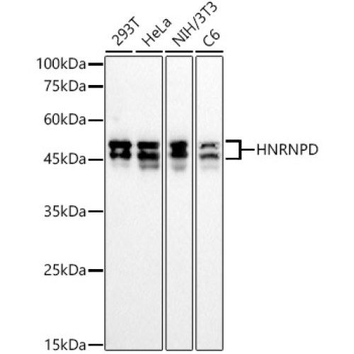 HNRNPD Rabbit mAb
