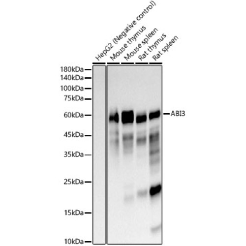 ABI3 Rabbit mAb