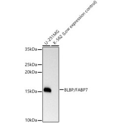 BLBP/FABP7 Rabbit mAb