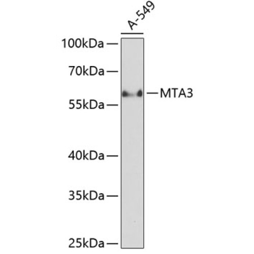 MTA3 Rabbit pAb