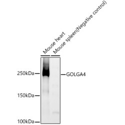 GOLGA4 Rabbit mAb