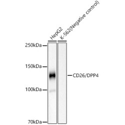 CD26/DPP4 Rabbit mAb