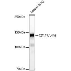 CD117/c-Kit Rabbit mAb