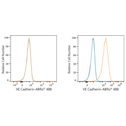 ABflo® 488 Rabbit anti-Human CD144/VE-Cadherin mAb