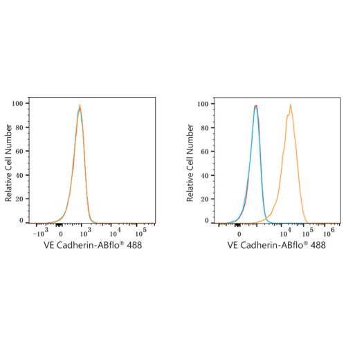 ABflo® 488 Rabbit anti-Human CD144/VE-Cadherin mAb