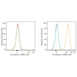 ABflo® 647 Rabbit anti-Human CD144/VE-Cadherin mAb