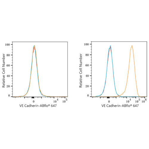 ABflo® 647 Rabbit anti-Human CD144/VE-Cadherin mAb