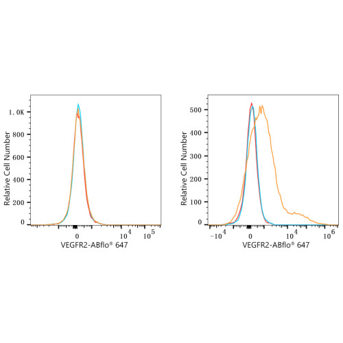 ABflo® 647 Rabbit anti-Human CD309/VEGFR2 mAb