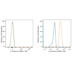 ABflo® 594 Rabbit anti-Human CD324/E-Cadherin mAb
