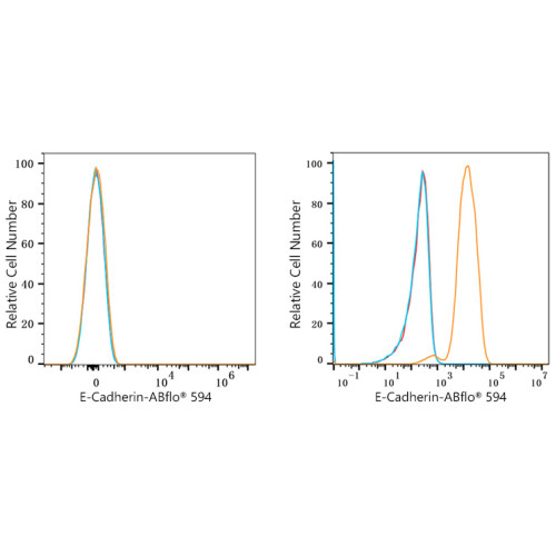 ABflo® 594 Rabbit anti-Human CD324/E-Cadherin mAb
