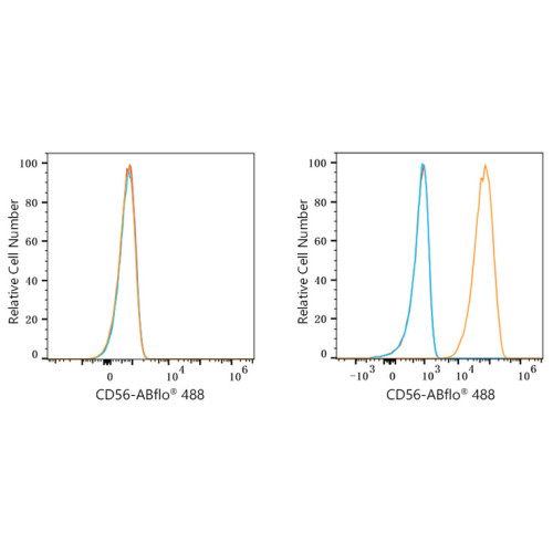 ABflo® 488 Rabbit anti-Mouse NCAM mAb