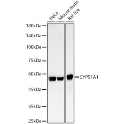 CYP51A1 Rabbit mAb