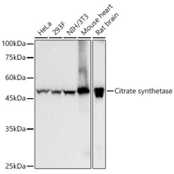 Citrate synthetase Rabbit mAb