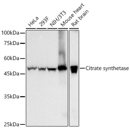 Citrate synthetase Rabbit mAb