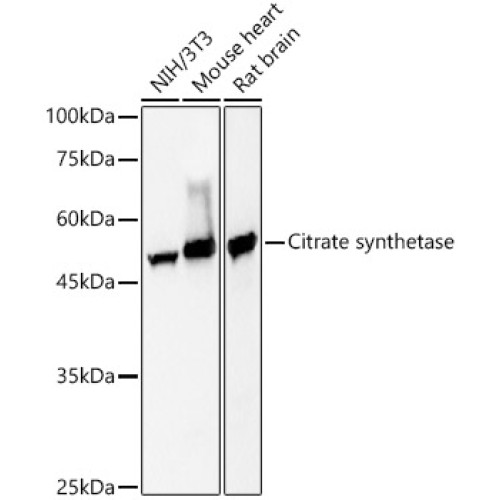 Citrate synthetase Rabbit mAb