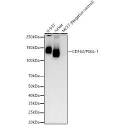 CD162/PSGL-1 Rabbit mAb