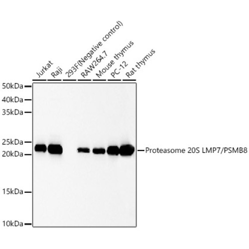 Proteasome 20S LMP7/PSMB8 Rabbit mAb
