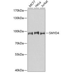 SMYD4 Rabbit pAb