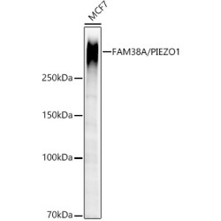 [KO Validated] FAM38A/PIEZO1 Rabbit mAb