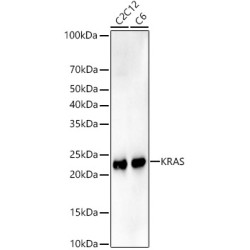 [KO Validated] KRAS Rabbit mAb