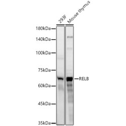 RELB Rabbit mAb