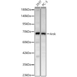 Arsk Rabbit pAb