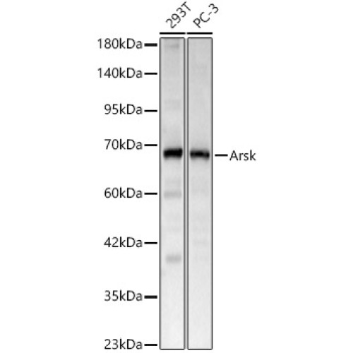 Arsk Rabbit pAb