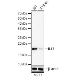 [KD Validated] IL13 Rabbit mAb