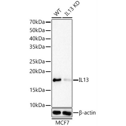 [KD Validated] IL13 Rabbit mAb