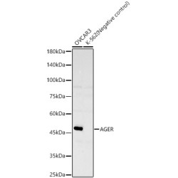 AGER Rabbit mAb